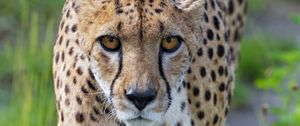 Preview wallpaper cheetah, big cat, glance, predator, face