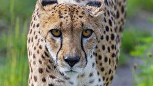 Preview wallpaper cheetah, big cat, glance, predator, face