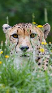 Preview wallpaper cheetah, big cat, glance, predator, grass