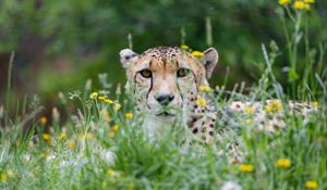 Preview wallpaper cheetah, big cat, glance, predator, grass