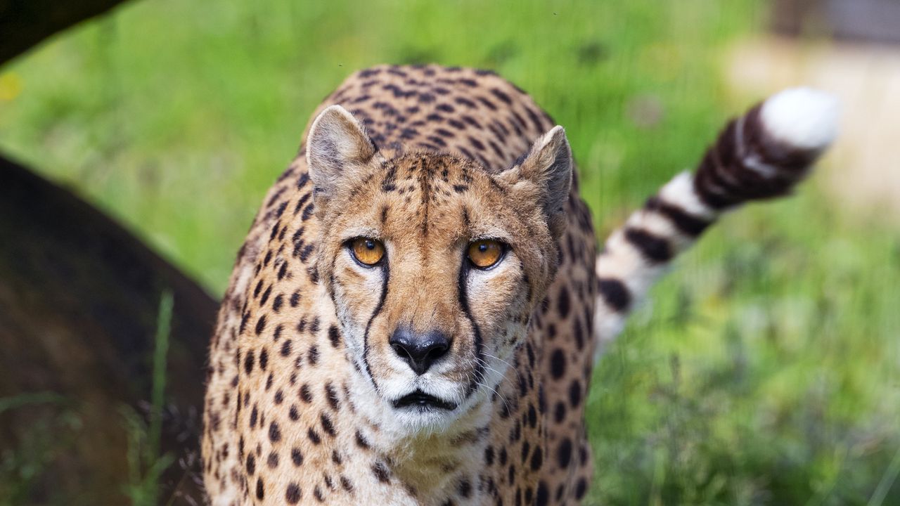 Wallpaper cheetah, big cat, glance, predator, flowers hd, picture, image