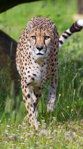 Preview wallpaper cheetah, big cat, glance, predator, flowers