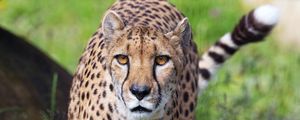 Preview wallpaper cheetah, big cat, glance, predator, flowers