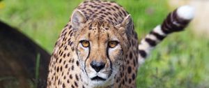 Preview wallpaper cheetah, big cat, glance, predator, flowers