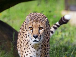 Preview wallpaper cheetah, big cat, glance, predator, flowers