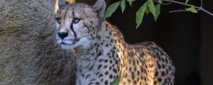 Preview wallpaper cheetah, big cat, glance, predator, animal
