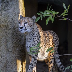 Preview wallpaper cheetah, big cat, glance, predator, animal