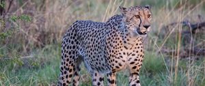 Preview wallpaper cheetah, big cat, glance predator, muzzle, grass