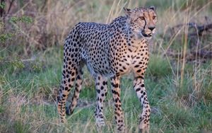 Preview wallpaper cheetah, big cat, glance predator, muzzle, grass