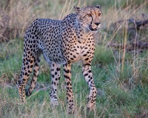 Preview wallpaper cheetah, big cat, glance predator, muzzle, grass