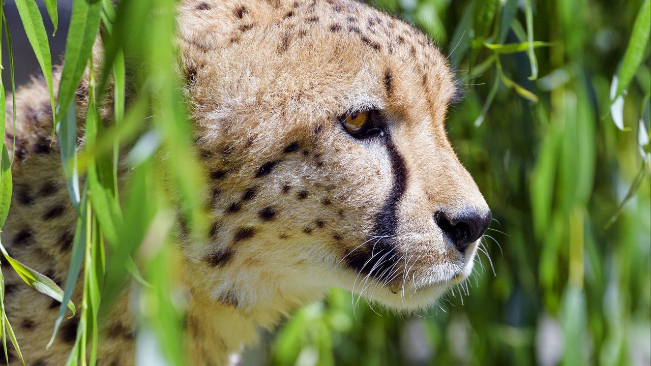 Wallpaper cheetah, big cat, glassy, profile