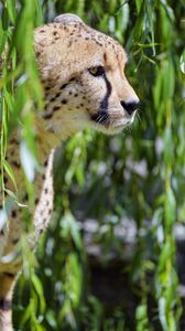 Preview wallpaper cheetah, big cat, glassy, profile