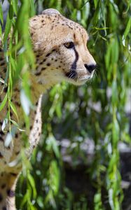 Preview wallpaper cheetah, big cat, glassy, profile