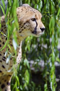 Preview wallpaper cheetah, big cat, glassy, profile