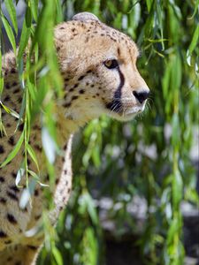 Preview wallpaper cheetah, big cat, glassy, profile