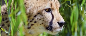 Preview wallpaper cheetah, big cat, glassy, profile