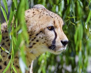 Preview wallpaper cheetah, big cat, glassy, profile