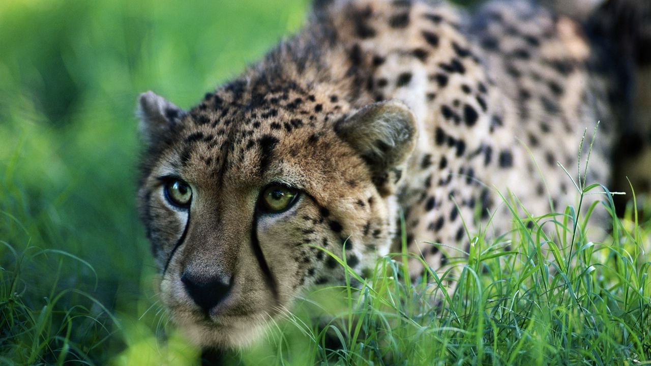 Wallpaper cheetah, big cat, grass, sit, hunting