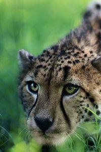 Preview wallpaper cheetah, big cat, grass, sit, hunting