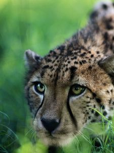 Preview wallpaper cheetah, big cat, grass, sit, hunting