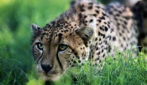 Preview wallpaper cheetah, big cat, grass, sit, hunting