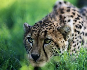 Preview wallpaper cheetah, big cat, grass, sit, hunting