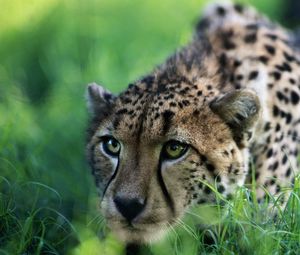 Preview wallpaper cheetah, big cat, grass, sit, hunting