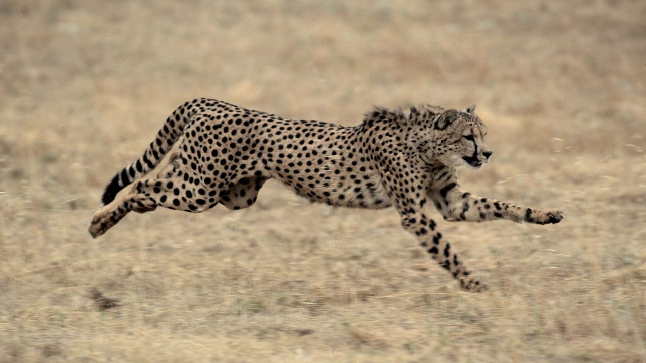 Wallpaper cheetah, big cat, jump, grass, beautiful