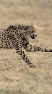 Preview wallpaper cheetah, big cat, jump, grass, beautiful