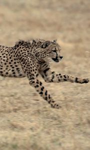 Preview wallpaper cheetah, big cat, jump, grass, beautiful