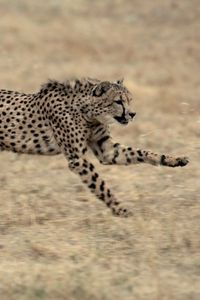 Preview wallpaper cheetah, big cat, jump, grass, beautiful