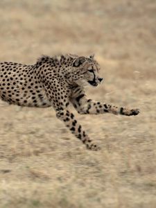 Preview wallpaper cheetah, big cat, jump, grass, beautiful