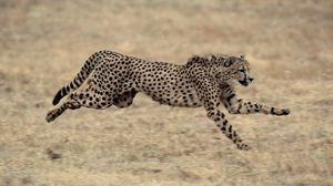 Preview wallpaper cheetah, big cat, jump, grass, beautiful