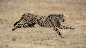 Preview wallpaper cheetah, big cat, jump, grass, beautiful