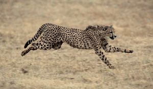 Preview wallpaper cheetah, big cat, jump, grass, beautiful