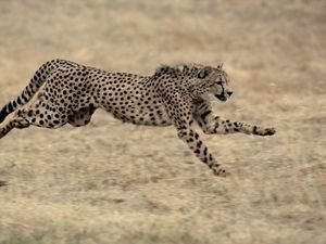 Preview wallpaper cheetah, big cat, jump, grass, beautiful