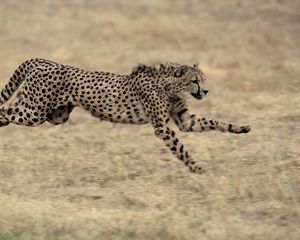 Preview wallpaper cheetah, big cat, jump, grass, beautiful