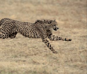 Preview wallpaper cheetah, big cat, jump, grass, beautiful