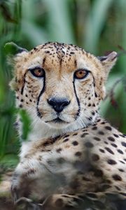 Preview wallpaper cheetah, big cat, muzzle, glance, predator