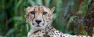 Preview wallpaper cheetah, big cat, muzzle, glance, predator