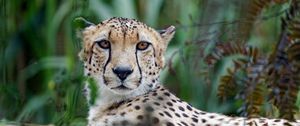 Preview wallpaper cheetah, big cat, muzzle, glance, predator