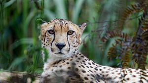 Preview wallpaper cheetah, big cat, muzzle, glance, predator
