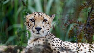 Preview wallpaper cheetah, big cat, muzzle, glance, predator