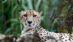 Preview wallpaper cheetah, big cat, muzzle, glance, predator