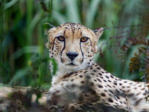 Preview wallpaper cheetah, big cat, muzzle, glance, predator