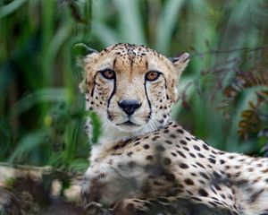 Preview wallpaper cheetah, big cat, muzzle, glance, predator