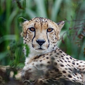 Preview wallpaper cheetah, big cat, muzzle, glance, predator