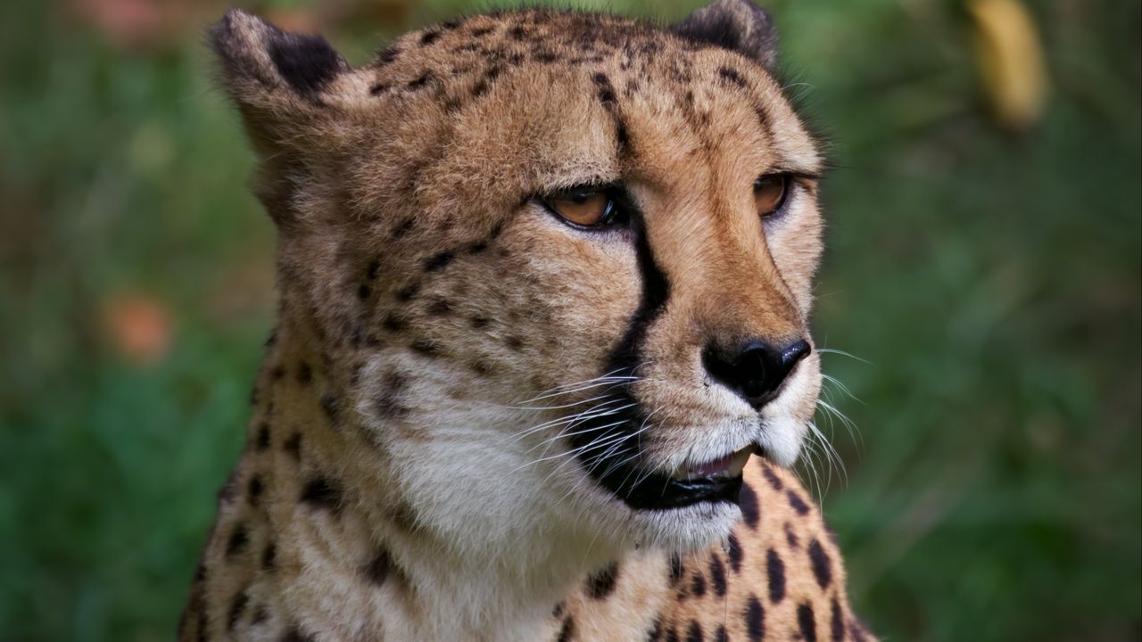 Wallpaper cheetah, big cat, predator, animal, blur, wild