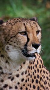Preview wallpaper cheetah, big cat, predator, animal, blur, wild