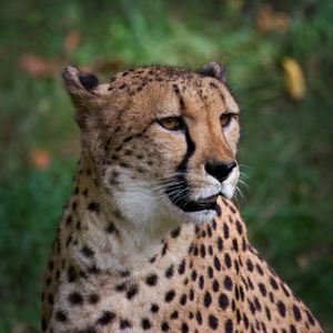 Preview wallpaper cheetah, big cat, predator, animal, blur, wild